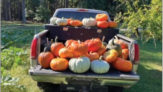 Calhoun County Pumpkin Demo Harvest