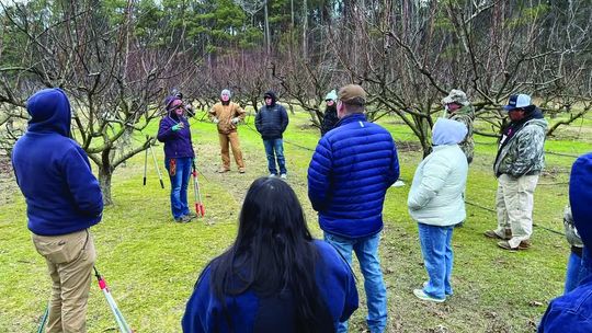 Fruit Tree Scouting and Pruning