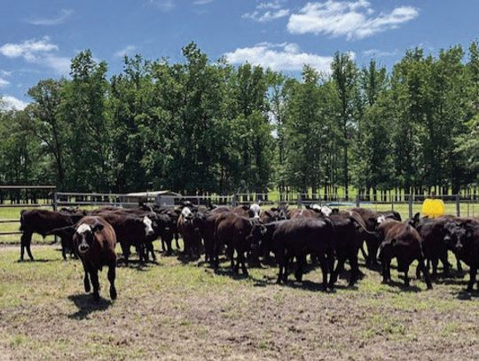 2025 Spring BANGS Vaccination Day
