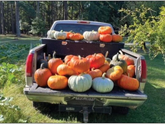 Calhoun County Pumpkin Demo Harvest