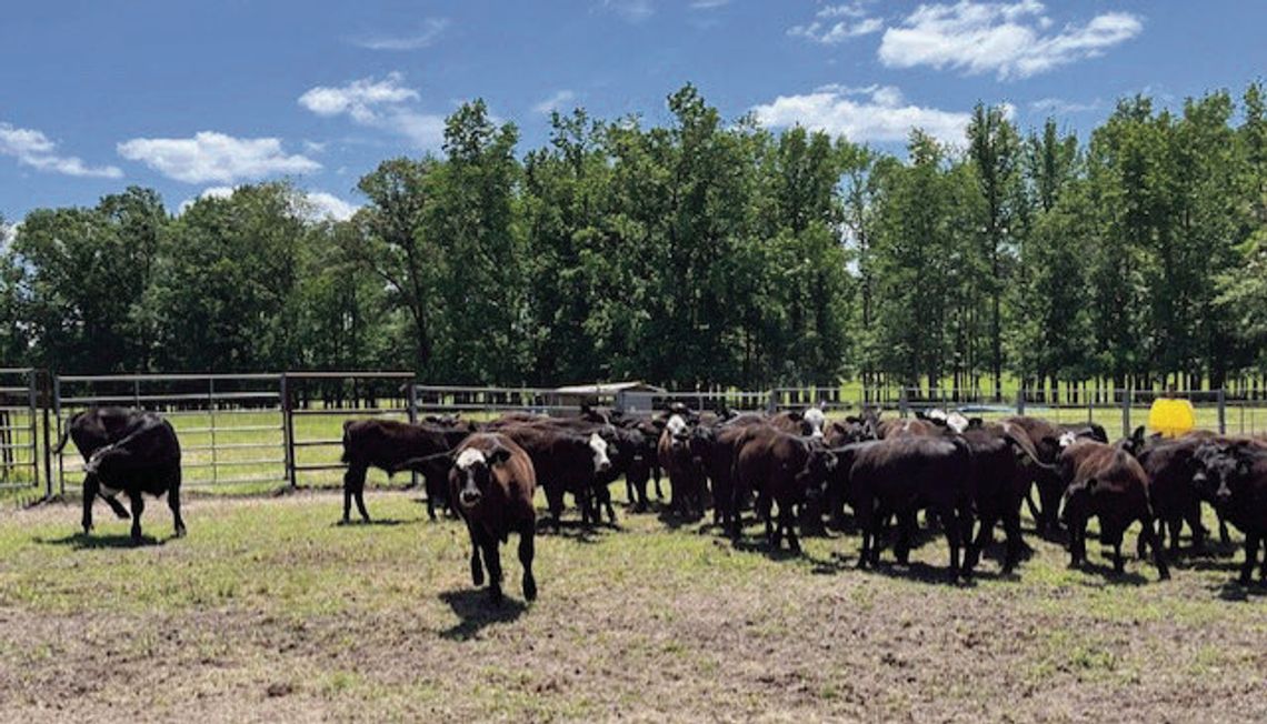 2025 Spring BANGS Vaccination Day