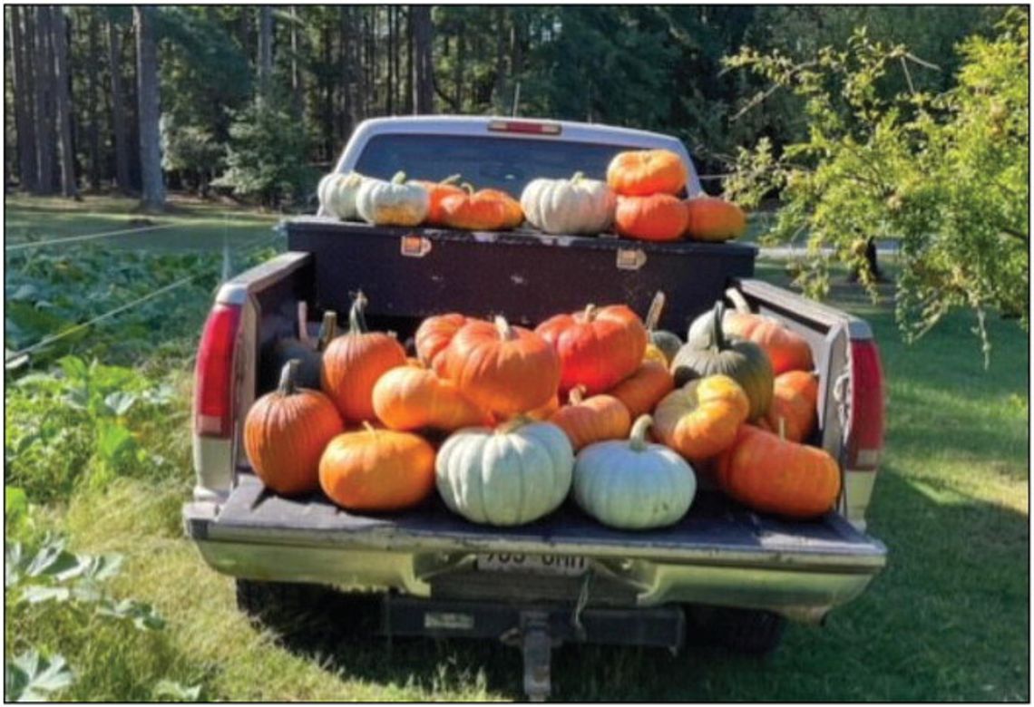 Calhoun County Pumpkin Demo Harvest