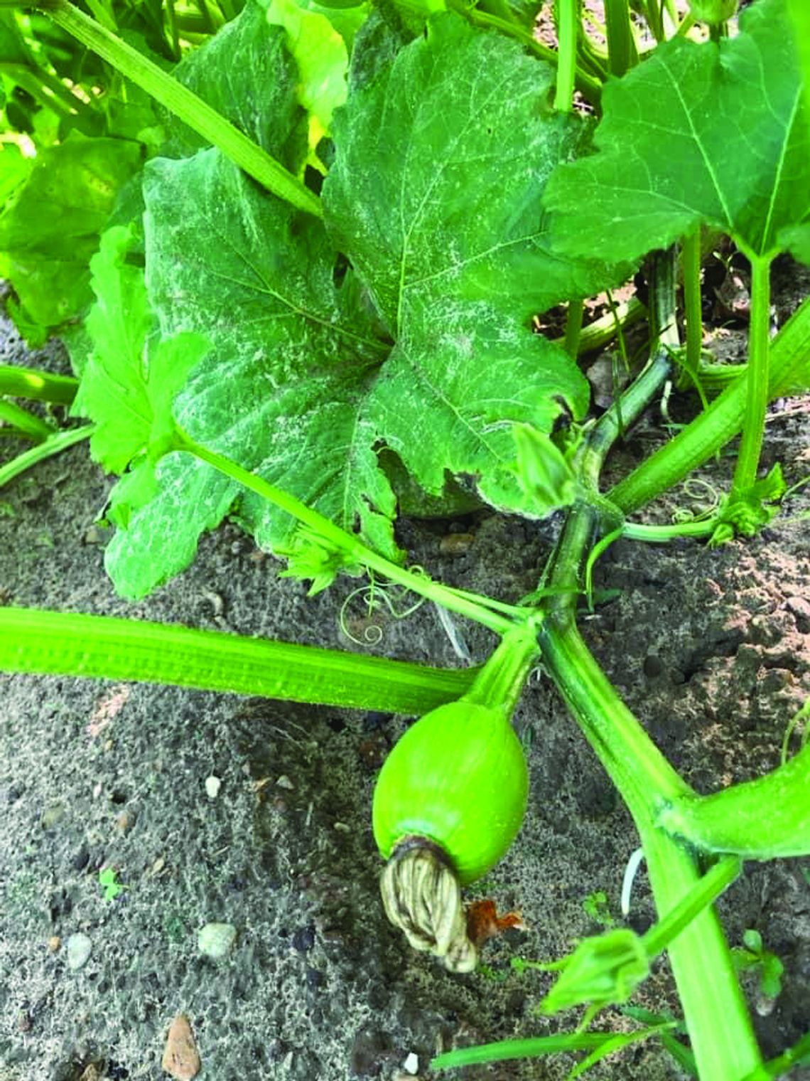 Calhoun County Pumpkin Demonstration